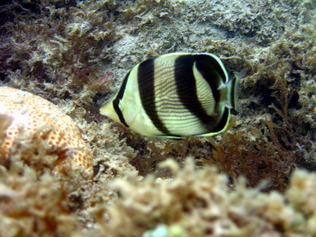 Pousada Sabrinna Maceió Екстериор снимка